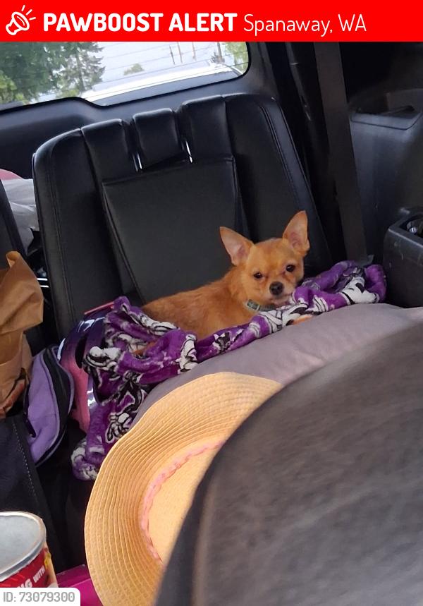 Lost Female Dog last seen Pacific Ave, Spanaway, WA 98387