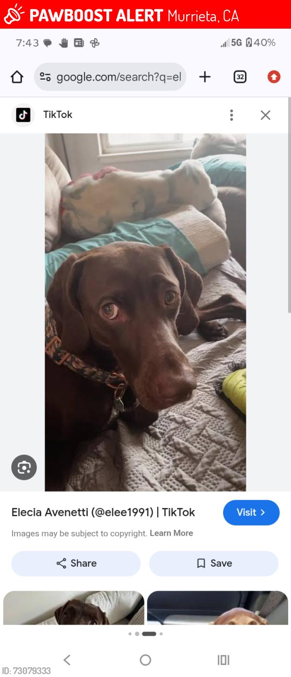 Lost Female Dog last seen Sequoia street, Murrieta, CA 92562