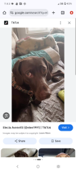 Lost Female Dog last seen Sequoia street, Murrieta, CA 92562