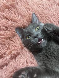 Reunited Female Cat last seen NE sandy blvd, Portland, OR 97220