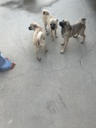 Found/Stray Female Dog last seen Wilson and orange, Perris, CA 92571