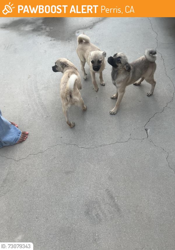 Found/Stray Female Dog last seen Wilson and orange, Perris, CA 92571