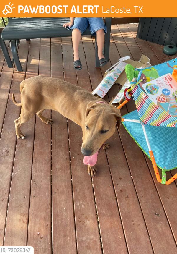Found/Stray Female Dog last seen Main st, fm 2790, LaCoste, TX 78039