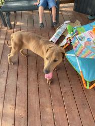 Found/Stray Female Dog last seen Main st, fm 2790, LaCoste, TX 78039