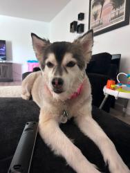 Reunited Female Dog last seen Near Ridge Lake Cir, Vero Beach, FL 32967, USA, Vero Beach, FL 32967