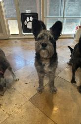 Lost Male Dog last seen Tropical y Ann rd, North Las Vegas, NV 89081