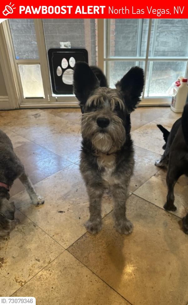 Lost Male Dog last seen Tropical y Ann rd, North Las Vegas, NV 89081