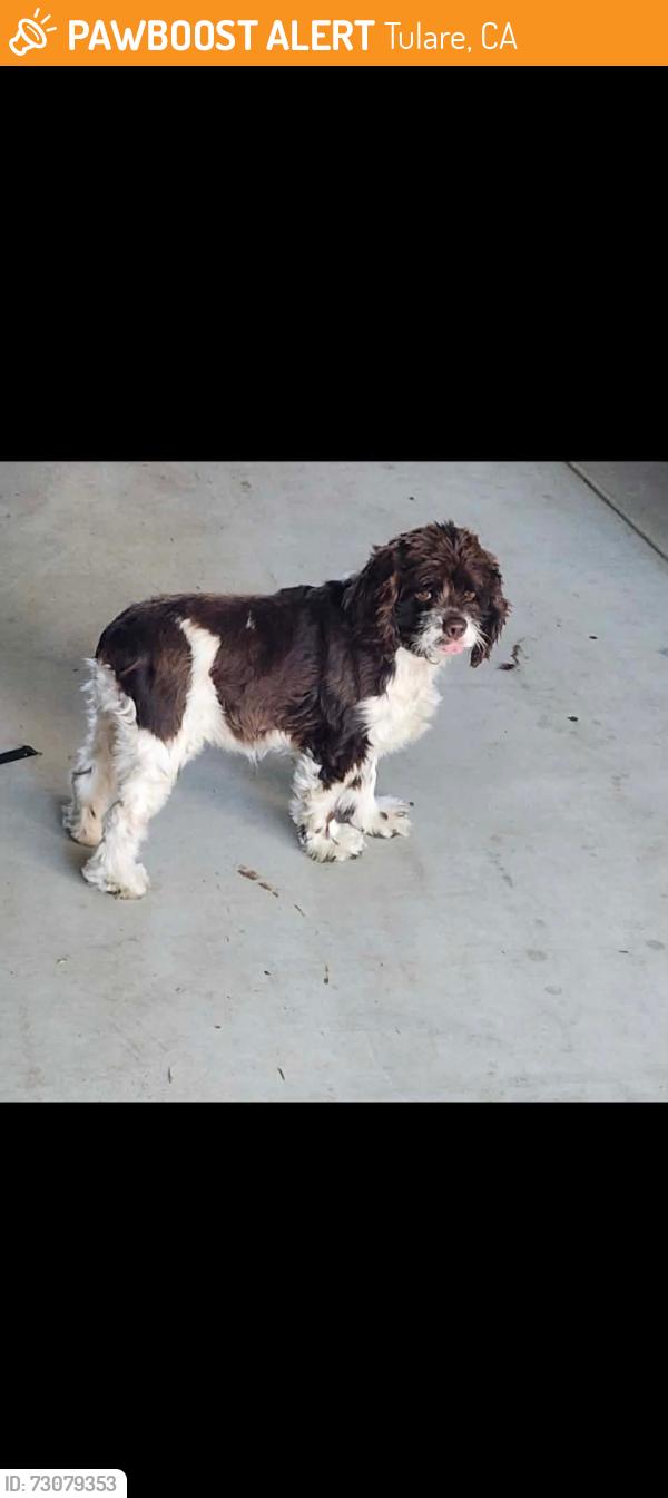 Found/Stray Female Dog last seen West side Tulare, Tulare, CA 93274