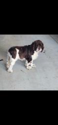 Found/Stray Female Dog last seen West side Tulare, Tulare, CA 93274