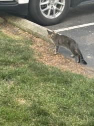 Reunited Unknown Cat last seen Sawbury Commons, Dublin, OH 43016
