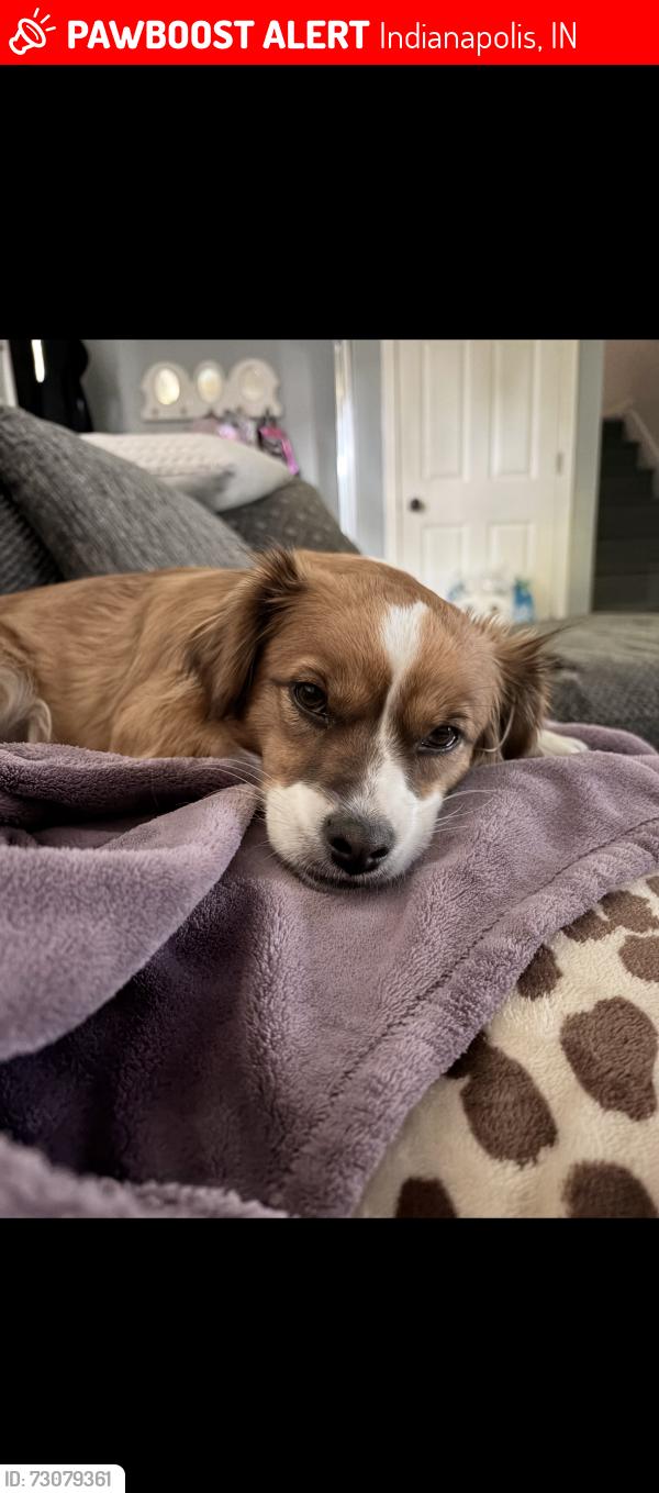 Lost Female Dog last seen Banta and bluff , Indianapolis, IN 46217