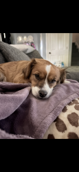 Lost Female Dog last seen Banta and bluff , Indianapolis, IN 46217