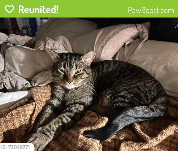 Reunited Male Cat last seen Morganton Rd , Fayetteville, NC 28305