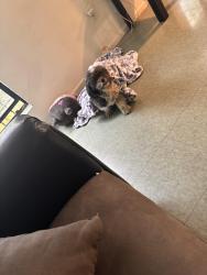 Found/Stray Male Dog last seen wilmington & el segundo, Compton, CA 90222
