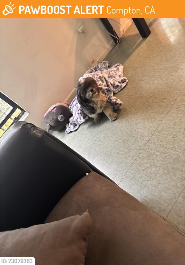 Found/Stray Male Dog last seen wilmington & el segundo, Compton, CA 90222