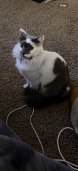 Reunited Male Cat last seen Behind Cameron Ridge Apartments, Cameron Park, CA 95682
