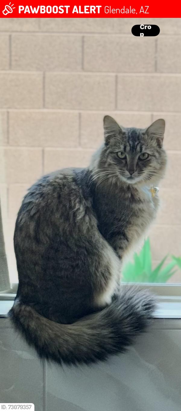 Lost Female Cat last seen Saguaro pkwy /61 st, Glendale, AZ 85310