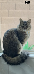 Lost Female Cat last seen Saguaro pkwy /61 st, Glendale, AZ 85310