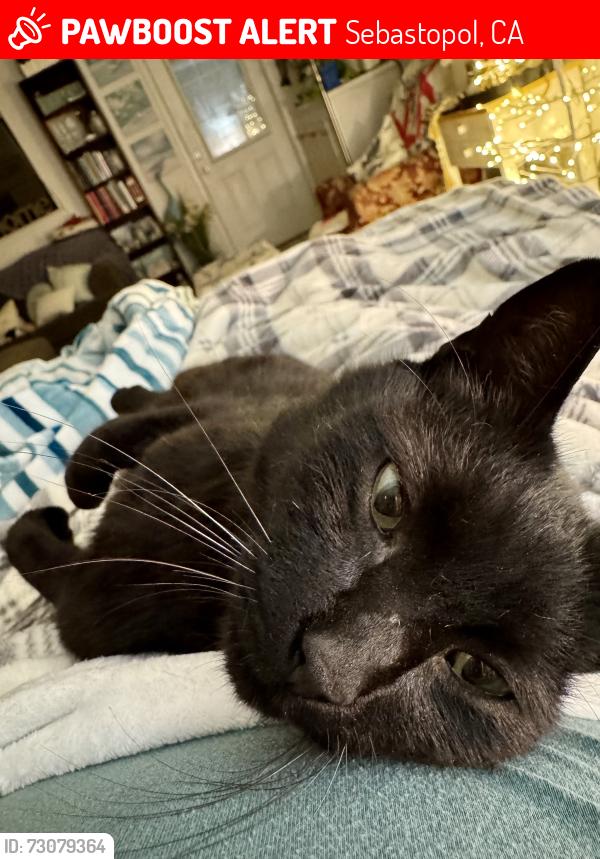 Lost Male Cat last seen Hurlbut Lane and Hurlbut Avenue, Sebastopol, CA 95472