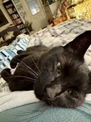 Lost Male Cat last seen Hurlbut Lane and Hurlbut Avenue, Sebastopol, CA 95472
