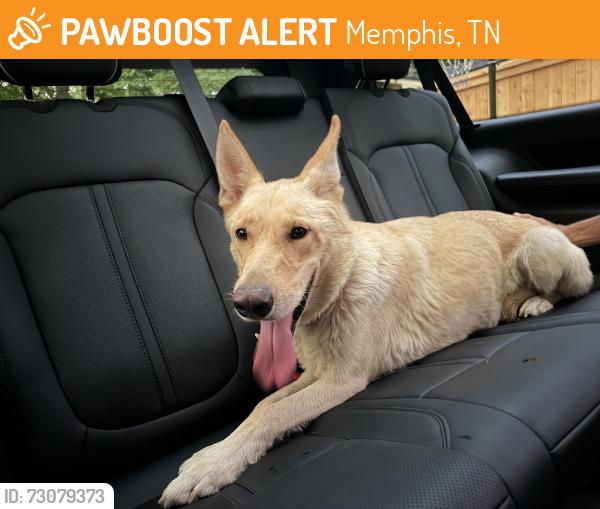 Found/Stray Female Dog last seen Nordstrom Rack, Memphis, TN 38117