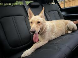 Found/Stray Female Dog last seen Nordstrom Rack, Memphis, TN 38117