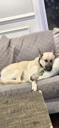 Reunited Female Dog last seen 87th and Lawndale, Chicago, IL 60652