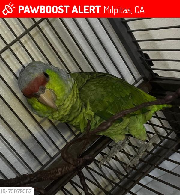 Lost Unknown Bird last seen Ashland, Milpitas, CA 95035