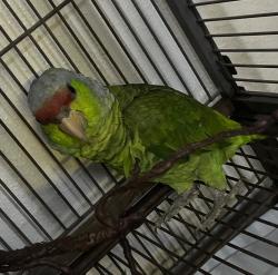 Lost Unknown Bird last seen Ashland, Milpitas, CA 95035