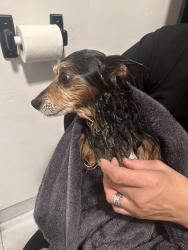Reunited Male Dog last seen Acalanes Drive & Capistrano Drive, Oakland, CA 94603