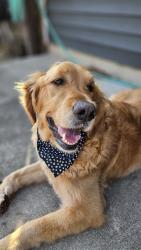 Reunited Male Dog last seen Near W. Hilltop Lane Franklin, Wi 53132, Franklin, WI 53132