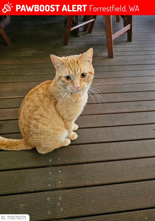 Lost Male Cat last seen Hale road, Forrestfield, WA 6058
