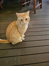 Lost Male Cat last seen Hale road, Forrestfield, WA 6058
