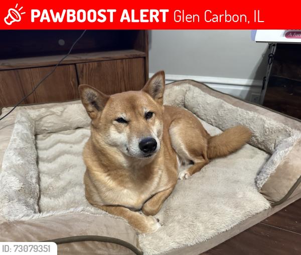 Lost Male Dog last seen Dogwood Terrace, Glen Carbon, IL 62034
