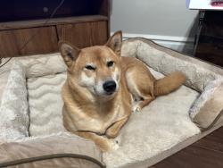 Lost Male Dog last seen Dogwood Terrace, Glen Carbon, IL 62034