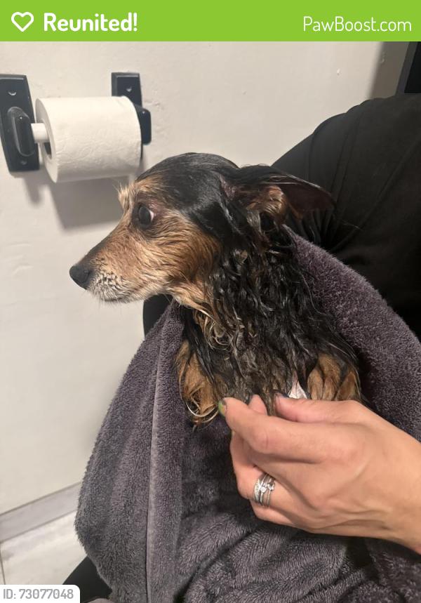 Reunited Male Dog last seen Acalanes Drive & Capistrano Drive, Oakland, CA 94603