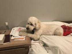 Reunited Male Dog last seen Marmora and Wellington, Chicago, IL 60634