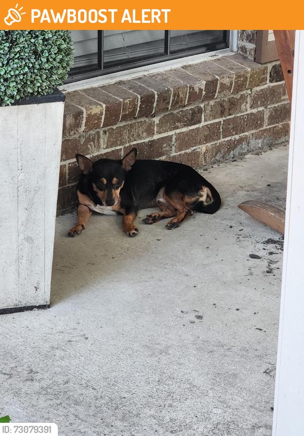Found/Stray Male Dog last seen Northland, Montgomery County, TX 77302