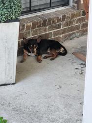 Found/Stray Male Dog last seen Northland, Montgomery County, TX 77302