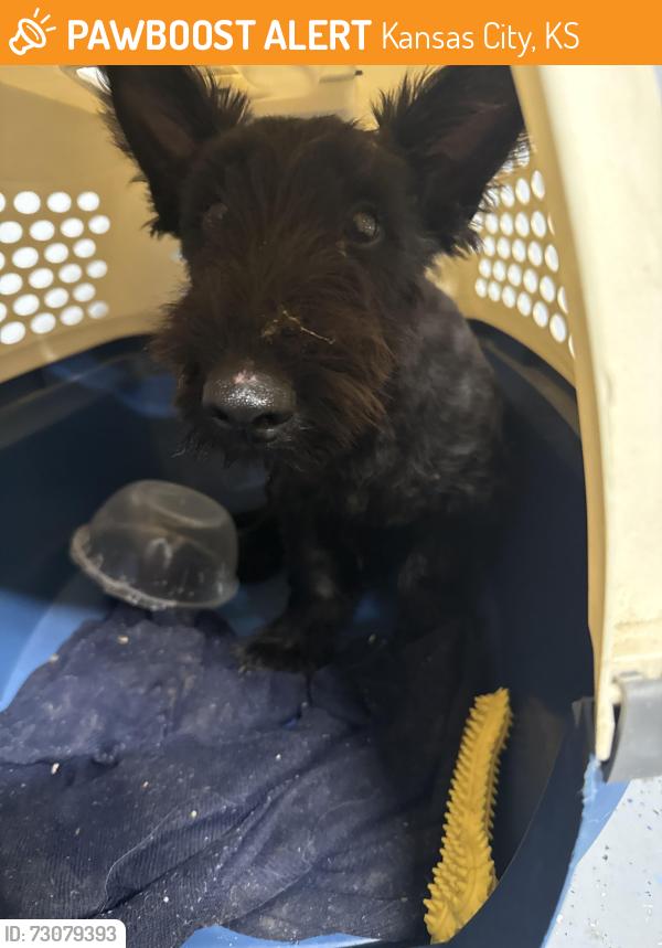 Found/Stray Male Dog last seen Leavenworth rd, Kansas City, KS 66104