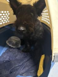 Found/Stray Male Dog last seen Leavenworth rd, Kansas City, KS 66104