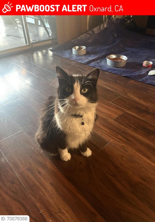 Lost Male Cat last seen Near Arrowhead Circle, Oxnard, CA 93033