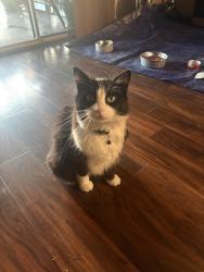 Lost Male Cat last seen Near Arrowhead Circle, Oxnard, CA 93033