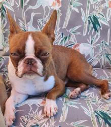 Reunited Female Dog last seen Eichoff & Theresa Ct, Menifee, CA 92584