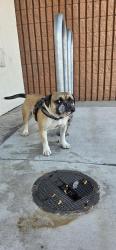 Found/Stray Male Dog last seen Colima/Azusa Road (at Five Below store), Los Angeles County, CA 91745