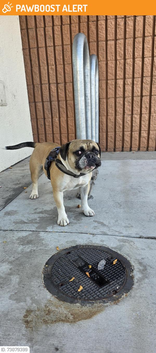 Found/Stray Male Dog last seen Colima/Azusa Road (at Five Below store), Los Angeles County, CA 91745