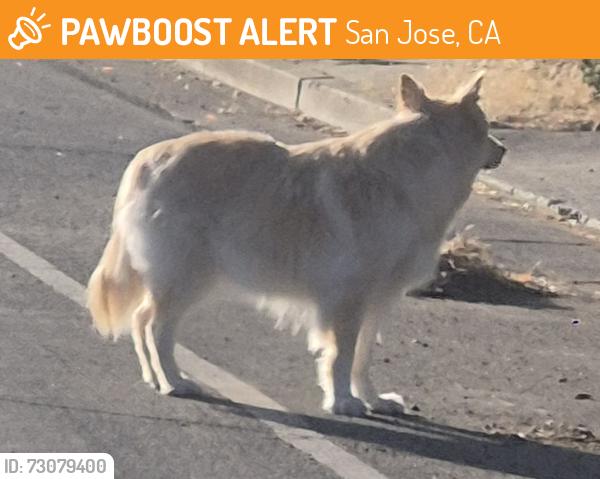 Found/Stray Unknown Dog last seen Williams and Pinewood, West San Jose, San Jose, CA 95129