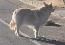 Found/Stray Unknown Dog last seen Williams and Pinewood, West San Jose, San Jose, CA 95129