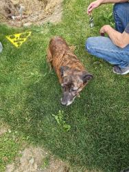 Found/Stray Female Dog last seen 67th & McKinley Ave Tacoma, Tacoma, WA 98404