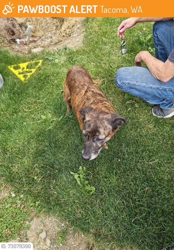 Found/Stray Female Dog last seen 67th & McKinley Ave Tacoma, Tacoma, WA 98404